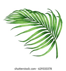 Watercolor Painting Coconut,palm Leaf,green Leaves Isolated On White Background.Watercolor Hand Painted Illustration Tropical Exotic Leaf For Wallpaper Vintage Hawaii Style Pattern.With Clipping Path
