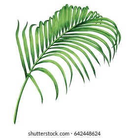 Watercolor Painting Coconut,palm Leaf,green Leaves Isolated On White Background.Watercolor Hand Painted Illustration Tropical Exotic Leaf For Wallpaper Vintage Hawaii Style Pattern.With Clipping Path
