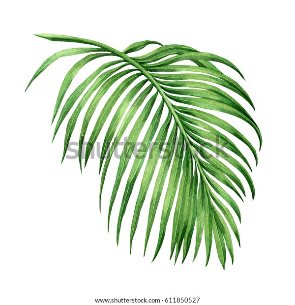 白い背景に水彩画のココナツ ヤシの葉 緑の葉 水彩画の手描きのイラスト壁紙ビンテージハワイスタイルの熱帯の珍しい葉 切り取り線付き のイラスト素材