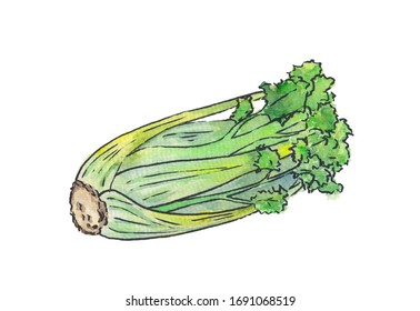 Watercolor painting with colorful green celery stalk with leaves isolated on white background. Sketch illustration for vegetables smoothie, juice, food hall, cards. Vibrant bright food design element. - Powered by Shutterstock