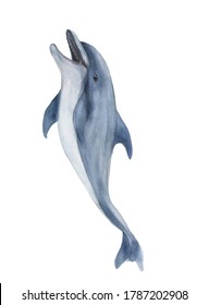 Watercolor painting a  dolphin isolated on white
