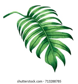 Watercolor Painting Fern Green Leaves,palm Leaf Isolated On White Background.Watercolor Hand Painted Illustration Tropical Exotic Leaf For Wallpaper Vintage Hawaii Style Pattern.With Clipping Path.