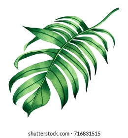 Watercolor Painting Fern Green Leaves,palm Leaf Isolated On White Background.Watercolor Hand Painted Illustration Tropical Exotic Leaf For Wallpaper Vintage Hawaii Style Pattern.With Clipping Path