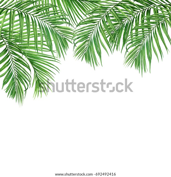 白い背景に水彩画の枠ココナツ ヤシの葉 緑の葉 水彩画の手描きのイラスト 壁紙 背景 カード ビンテージハワイスタイルのパターン のイラスト素材