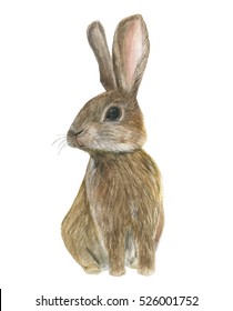 Watercolor Painting Funny Rabbit. Baby Animal