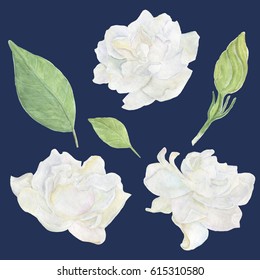 Watercolor Painting Gardenia Flowers Set