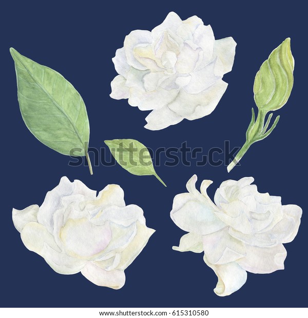 Watercolor Painting Gardenia Flowers Set Stock Illustration 615310580