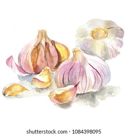 Watercolor Painting Of A Garlic