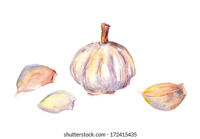 Watercolor Painting - Garlic Bulb