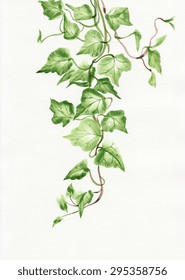 Watercolor Painting Of Green Ivy Branches And Leaves Isolated On White