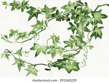 Watercolor painting of green ivy branches and leaves isolated on white