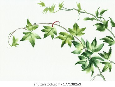 Watercolor Painting Of Green Ivy Leaves Isolated On White