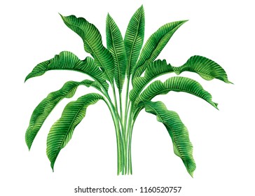 Watercolor painting green leaves isolated on white background.Watercolor hand drawn illustration palm,banana leaves tree tropical exotic leaf for wallpaper vintage Hawaii aloha summer style pattern.