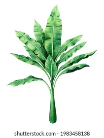 Watercolor Painting Green Leaves Isolated On White Background.Watercolor Hand Painted Illustration Palm,banana Leave Tropical Exotic Leaf For Wallpaper Vintage Hawaii Style Pattern.With Clipping Path