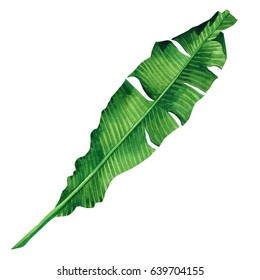 Watercolor painting green leaves isolated on white background.Watercolor hand painted illustration palm,banana leave tropical exotic leaf for wallpaper vintage Hawaii style pattern.With clipping path
