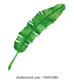 12,064 Banana leave Images, Stock Photos & Vectors | Shutterstock