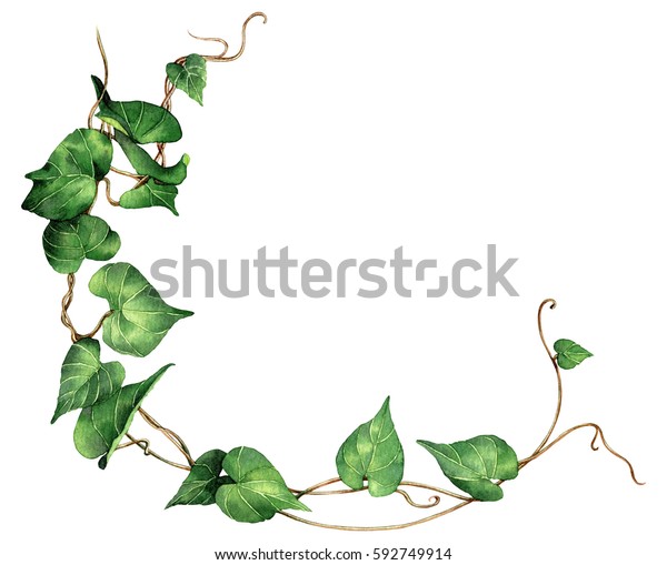 白い背景に水彩画の緑の葉 水彩手描きのイラスト 緑の葉の柄 壁紙 または熱帯のエキゾチックな壁紙の葉 のイラスト素材