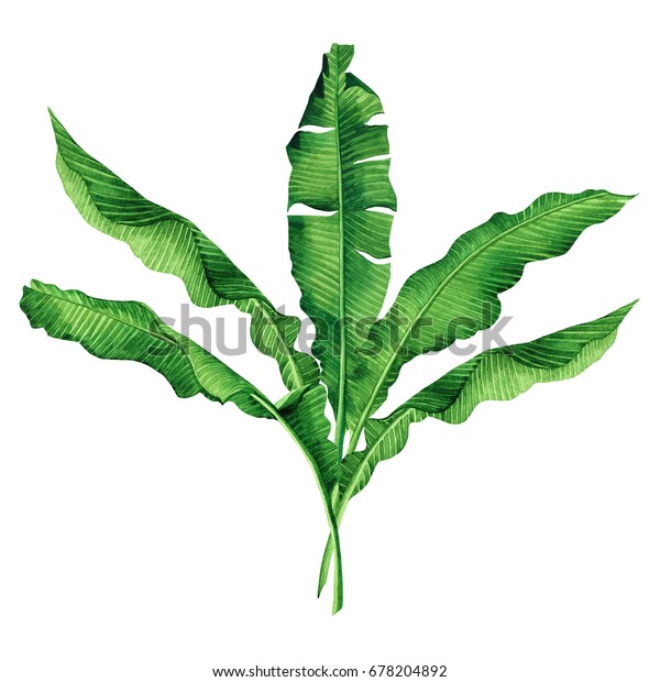 白い背景に水彩画緑 バナナの葉 水彩手描きのイラストヤシ バナナの木の熱帯のエキゾチックな葉 壁紙ビンテージハワイアロハスタイルのパターン のイラスト素材 678204892