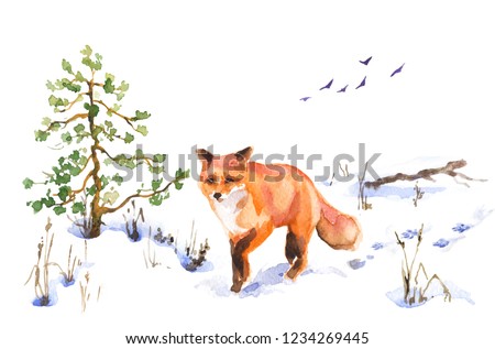 Watercolor painting. Hand drawn animalistic illustration. Red fox walking on snow covered meadow. Winter scene with wild predator motion, fir-tree, dried grass and flying birds.