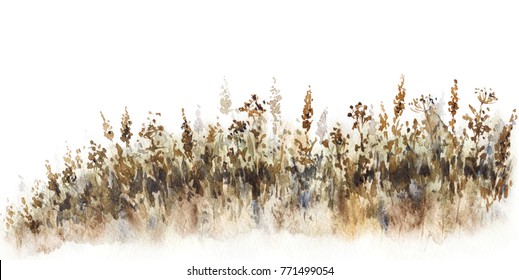 Watercolor painting. Hand drawn illustration. Fading field grass sketch.  Nature scene design element.