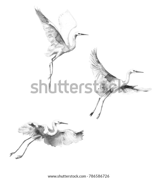 水彩画 手描きのイラスト 空の背景に白い空の飛ぶコウノトリ 鳥飛行モノクロアクレルスケッチ のイラスト素材