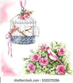 Watercolor painting.  Hand drawn pink canary sitting in rose bush and hanging birdcage isolated on white. Bird and cage decorated ribbons and flowers in shabby style.