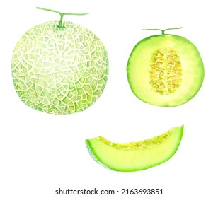 Watercolor Painting Illustration Of Cantaloupe Melon