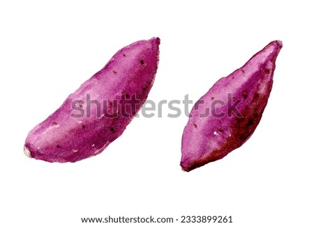 Watercolor painting illustration of sweet potatoes