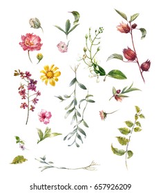 watercolor painting of leaves and flower, on white background 