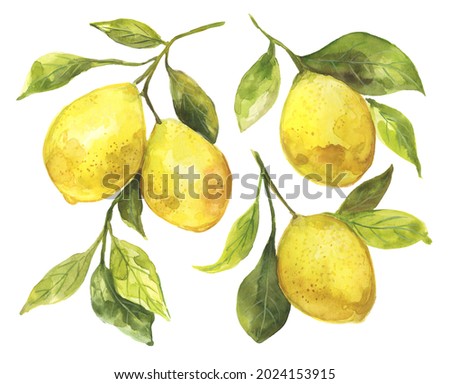 Watercolor painting of lemons hanging on a branch with green leaves. Fresh lemon citrus fruit. Botanical illustration. Perfect for wall decor, surface design, dinnerware, greeting cards and more! 
