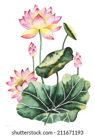 Watercolor painting of Lotus flowers. Oriental style.