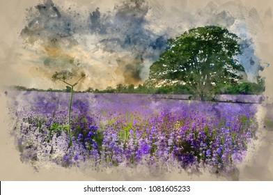 Watercolor painting of Lovely image of lavender field at sunset 