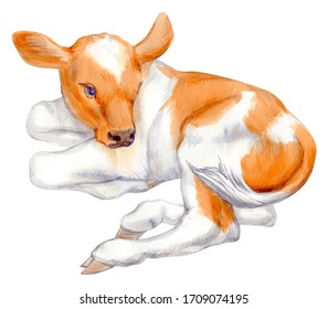 Watercolor Painting Of A Lying Calf Isolated On White Background. Original Stock Illustration Of Baby Cow.