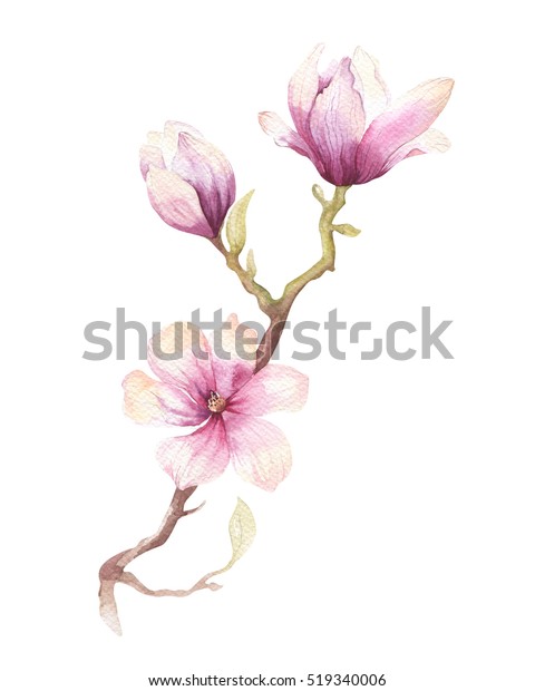 水彩画朴の花の壁紙飾り絵 手描きの接写の木花イラスト 自然の花の装飾エレメント ビンテージアートの水彩の背景 のイラスト素材