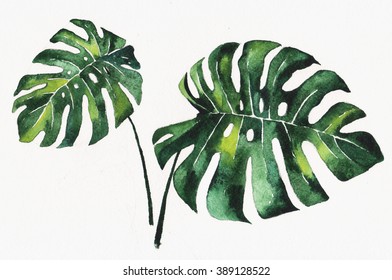 Watercolor Painting Of Monstera