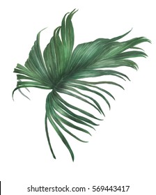 Watercolor Painting Palm Leaf  On White Background