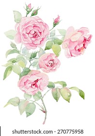 Watercolor painting, pink roses on white background.