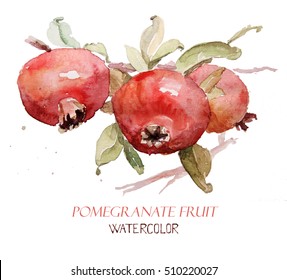 watercolor painting. watercolor pomegranate. juicy pomegranate