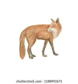 Watercolor Painting Red Fox Isolated On White