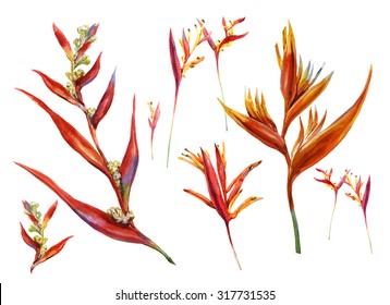 Watercolor painting of red and orange Heliconia on white background