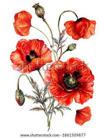 Watercolor Painting of Red Poppy Flowers Isolated on White. Botanical Illustration of Papaver Rhoeas in Vintage Style. Summer Poppy Artwork. Floral Wedding Decoration Bouquet.