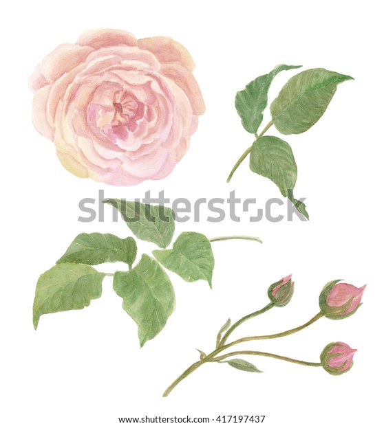 Watercolor Painting Rose Flower Leaves Isolated Stock Illustration ...