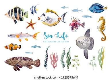 Watercolor Painting, Sea Fish And Marine Life Collection.