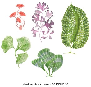 Watercolor Painting Seaweed Collection