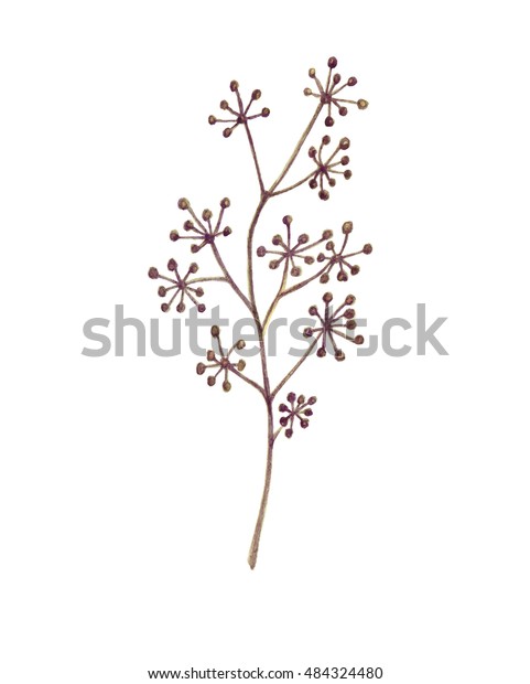 pic Seeded Eucalyptus Paint shutterstock