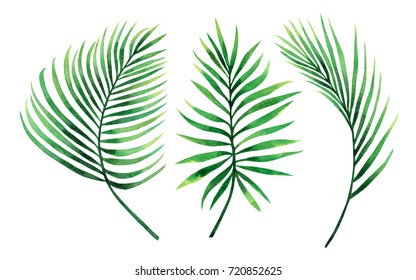 Watercolor Painting Set Of Coconut,palm Leaf,green Leave Isolated On White Background.Watercolor Hand Painted Illustration Tropical Exotic Leaf For Wallpaper Vintage Hawaii Style Pattern.clipping Path