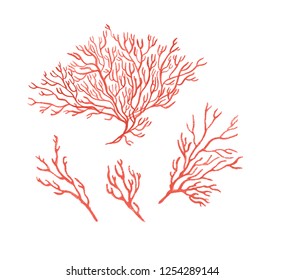 Watercolor painting set of  red corals. Design elements 