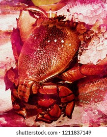 Watercolor Painting Or Simulation Watercolor Painting Of A Red Frog Crab, Spanner Crab Or Kona Crab.