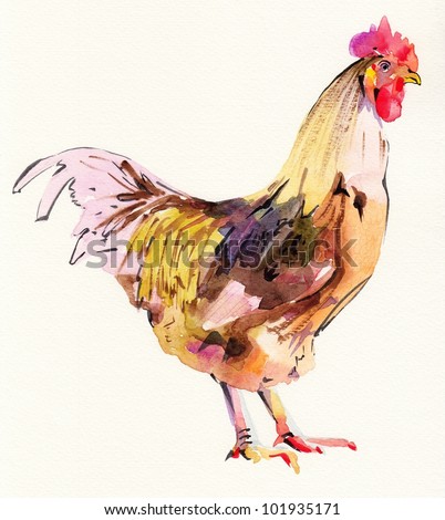 watercolor painting sketch cock. I am author of this illustration