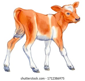 Watercolor Painting Of A Standing Calf Isolated On White Background. Original Stock Illustration Of Baby Cow.